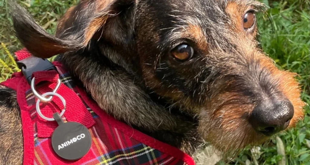 Image du chien Léon avec la médaille Animoco
