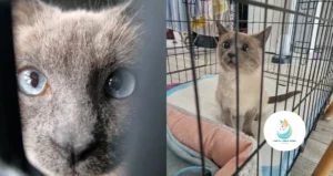 Images de chats dans des cages