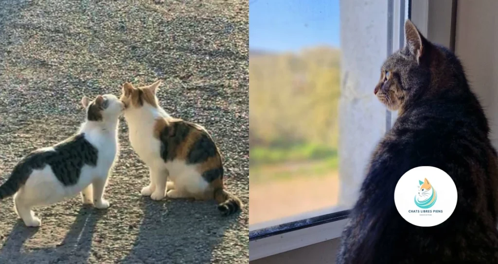 Image de chats errants