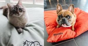 Image de chiens et de chats avec les coussins Jinnkiss