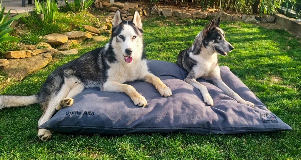 Image de chiens avec les coussins Jinnkiss