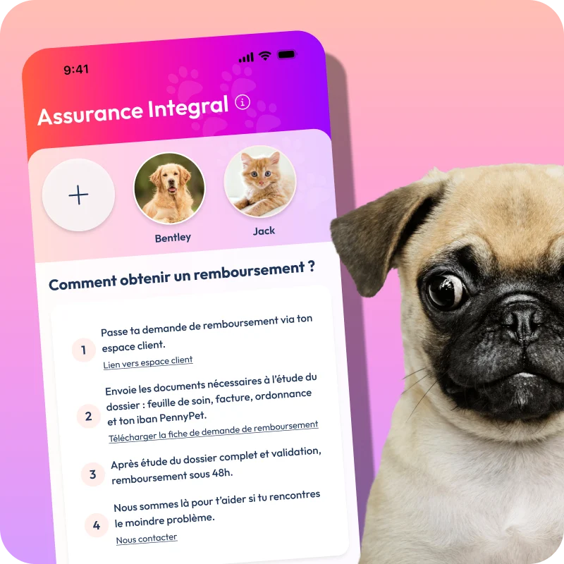 visuel mockup de l'app PennyPet et photo d'un chien