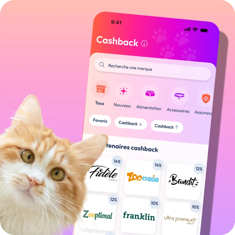 visuel mockup de l'app PennyPet et photo d'un chat roux et blanc